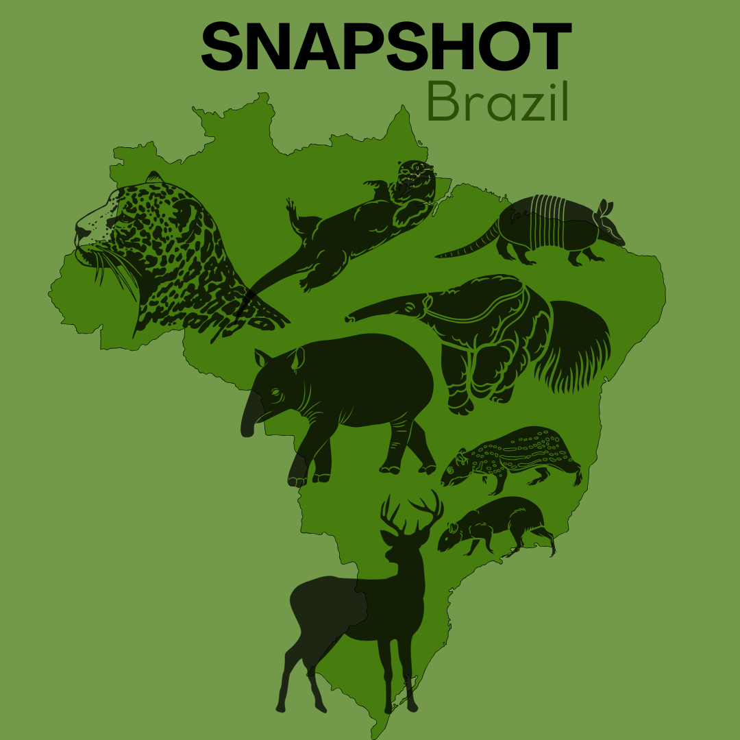 Logo do Snapshot Brasil